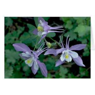 Columbine, Rocky Mountain National Park Cards