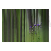 Columbine Spring (Front Horizontal)