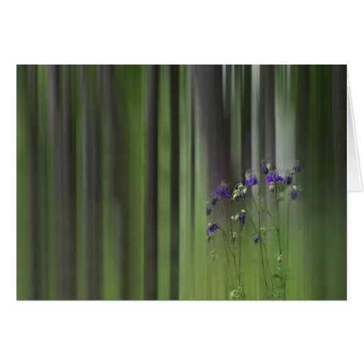 Columbine Spring Cards (Front Horizontal)