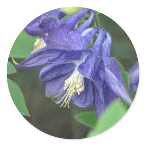Columbine Sticker