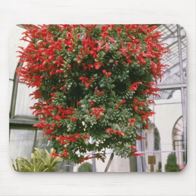 Columnea Mortinii Goldfish Plant flowers Mouse Pad (Front)