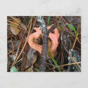 Columned Stinkhorn Mushroom OBX Postcard