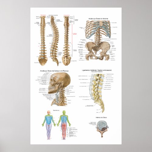 Coluna vertebral Quiropraxia Poster