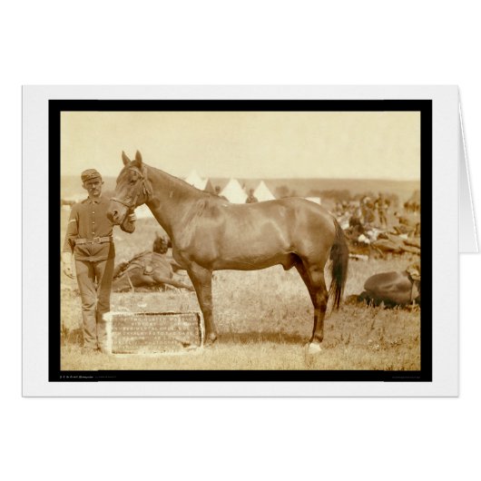 Comanche, Army Horse SD 1887 Cards (Front Horizontal)