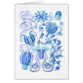 Comb jellies (Front)