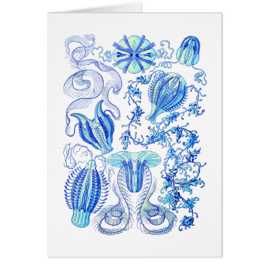 Comb jellies cards (Front)