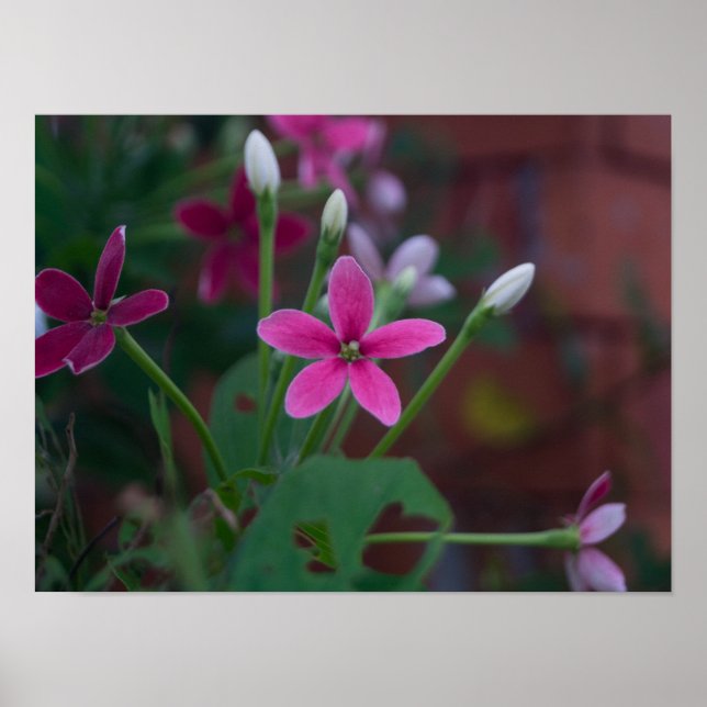 Combretum indicum poster (Front)