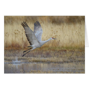 come fly with me Sandhill Crane Cards