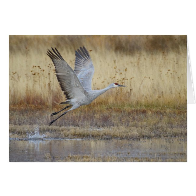 come fly with me Sandhill Crane Cards (Front Horizontal)