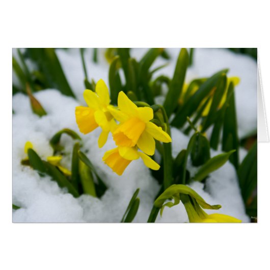 Come On Spring Time Cards (Front Horizontal)