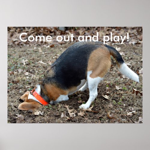 Come Out And Play Beagle Digging Poster