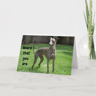 COMEDIC IRISH GREYHOUND HAPPY "60th BIRTHDAY" Card