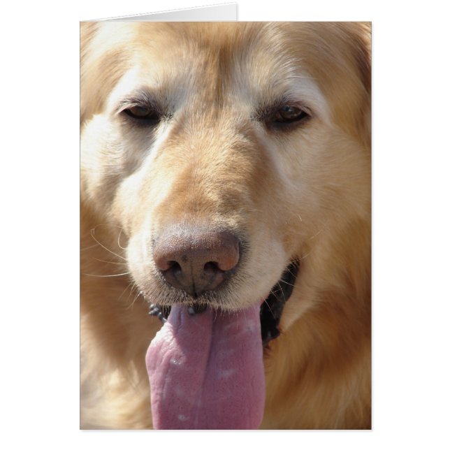 Comet the Golden (Front)