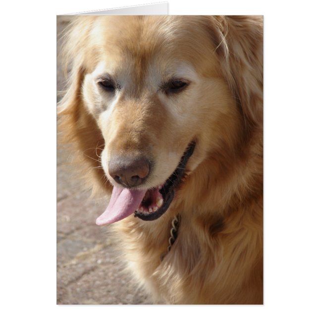 Comet the Golden Retriever Cards (Front)