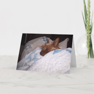 Comfort from Alfie Card