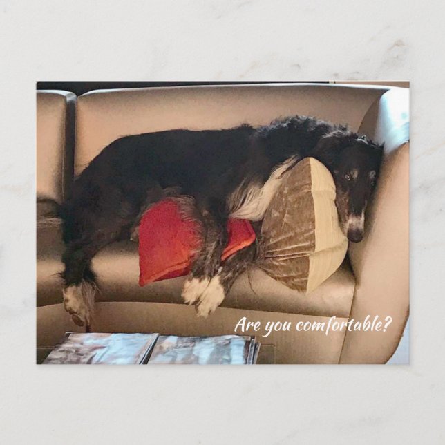 Comfortable Borzoi Postcard (Front)