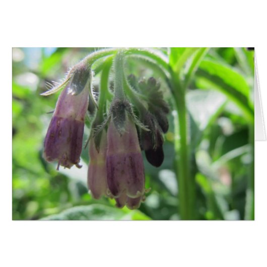 Comfrey Flowers (Front Horizontal)
