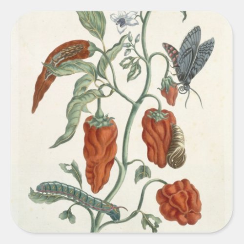 Comfrey from A Curious Herbal 1782 colour eng Square Sticker