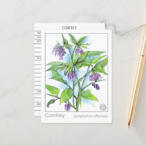 Comfrey Materia Medica Herbal Study Plant Card 