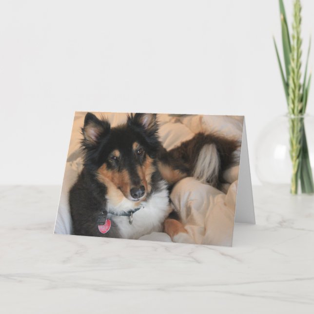 Comfy Collie blank note cards (Front)