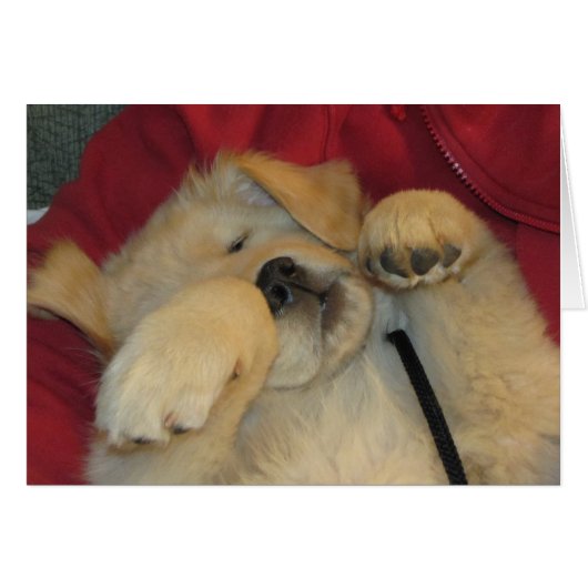 Comfy Golden Pup Cards (Front Horizontal)