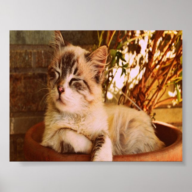 Comfy Sleepy Kitty Poster (Front)