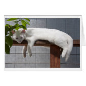 Comic Kitten blank card series (Front Horizontal)