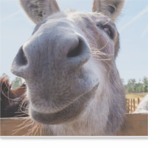 Comical Gray Smiling Donkey Sticker