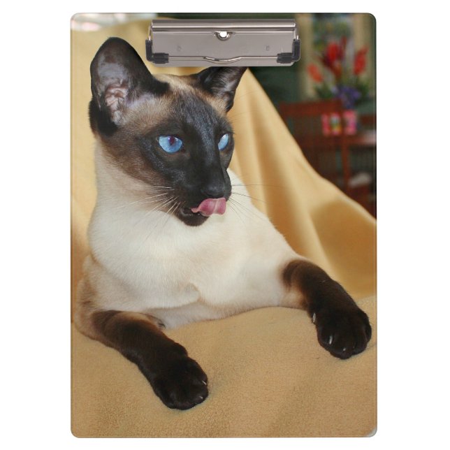 Comical Seal Point Siamese Cat Licking It's Nose Clipboard (Front)