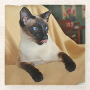Comical Seal Point Siamese Cat Licking It's Nose Glass Coaster