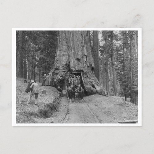 Coming Through The Great Tree Wawona Postcard