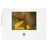 Comma Butterfly and Daffodil (Back Horizontal)