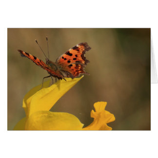 Comma Butterfly and Daffodil Cards