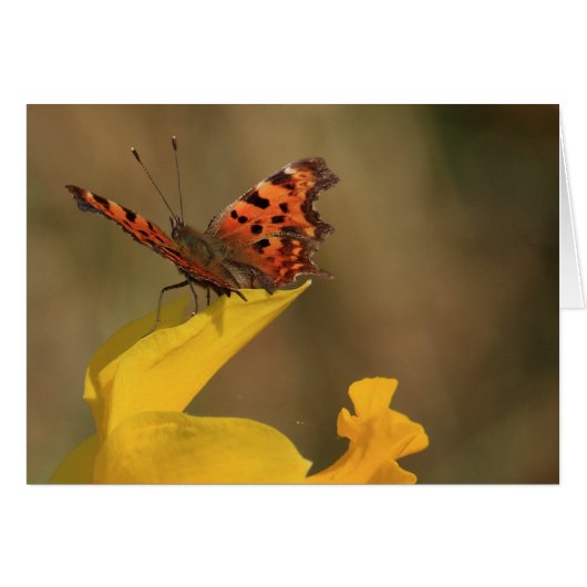 Comma Butterfly and Daffodil Cards (Front Horizontal)