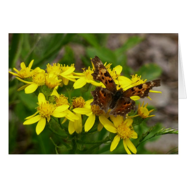 Comma Butterfly in Glacier National Park Cards (Front Horizontal)