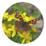 Comma Butterfly in Glacier National Park Classic Round Sticker