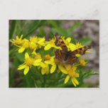 Comma Butterfly in Glacier National Park Postcard