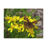 Comma Butterfly in Glacier National Park Postcard