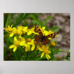 Comma Butterfly in Glacier National Park Poster