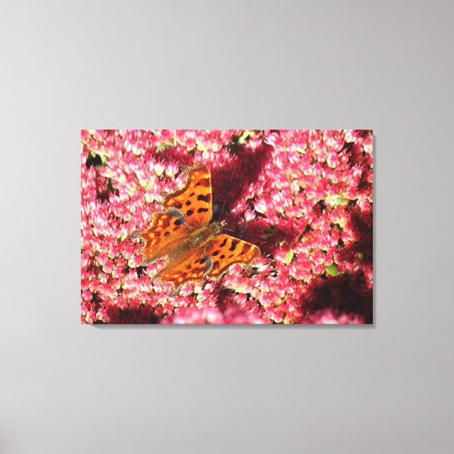 Comma Butterfly on Sedum Canvas Print (Front)