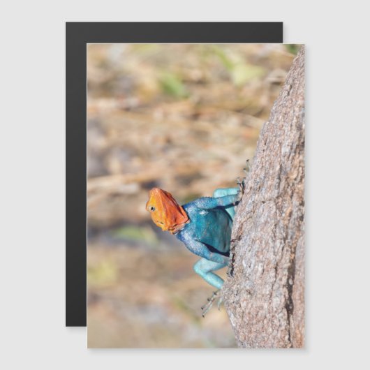 Common Agama (Front/Back)