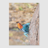 Common Agama (Front)