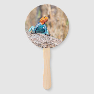 Common Agama Hand Fan