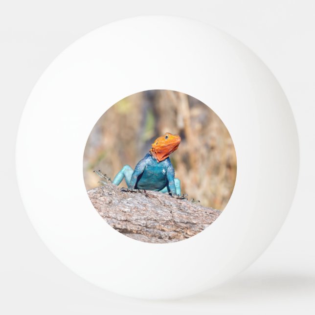 Common Agama Ping Pong Ball (Front)