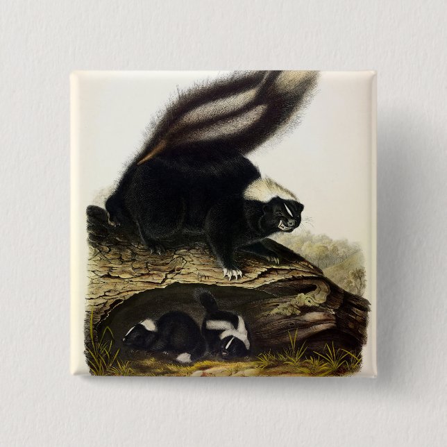 Common American Skunk or Striped Skunk, by Audubon Button (Front)