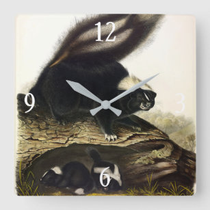 Common American Skunk, Striped Skunk, by Audubon Square Wall Clock