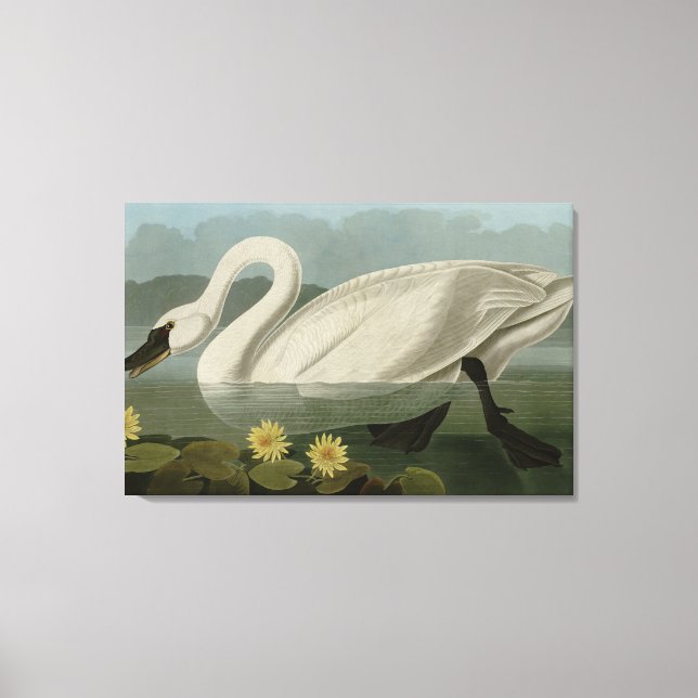 Common American Swan - Audubon's Birds of America Canvas Print (Front)