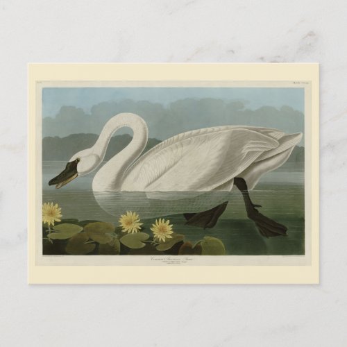 Common American Swan _ Audubons Birds of America Postcard