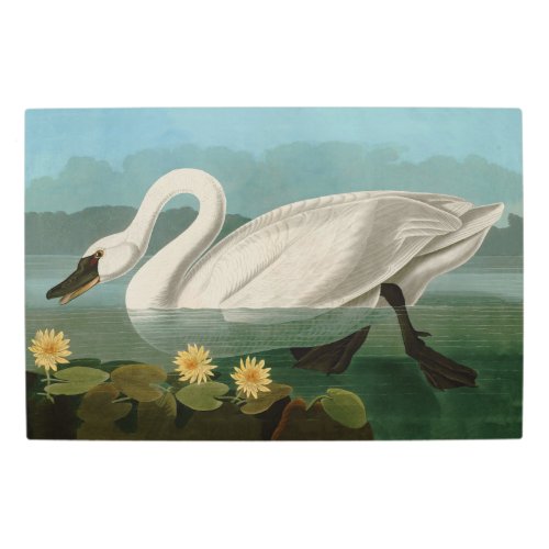 Common American Swan Birds of America Audubon Metal Print