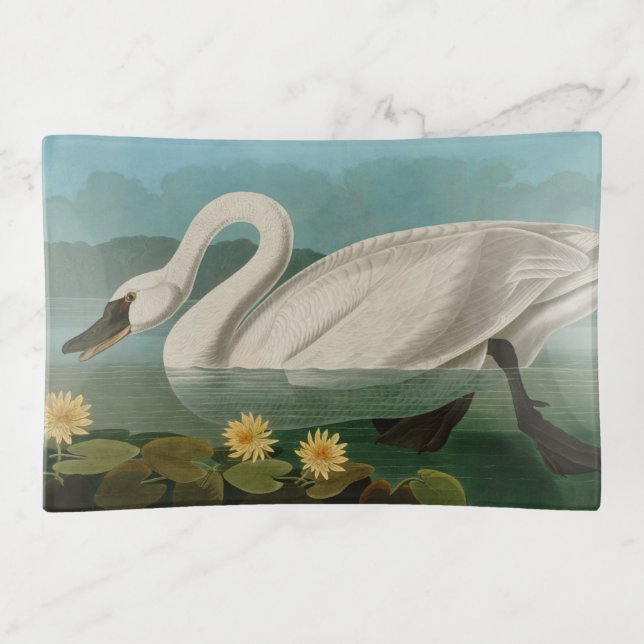 Common American Swan Birds of America Audubon Trinket Tray (Front)